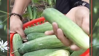 Tutorial como Cultivar Pepinos em Casa