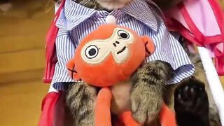 Bora Rir!  Divirta-se - Funny Pets #84
