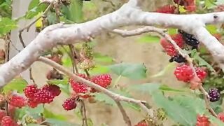 Amora carregada usando apenas adubo orgânico!