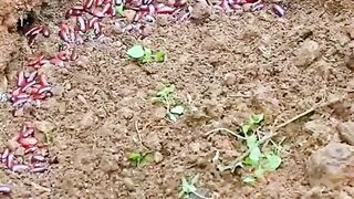 Dicas para plantar broto de feijão