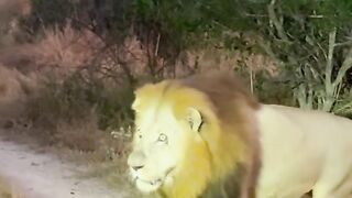 Safari Memoirs