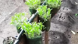 horta orgânica de garrafas pets 🏡🪴