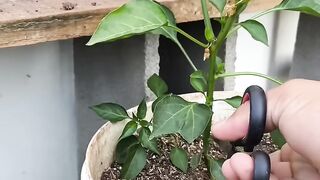 Como fazer a poda da pimenteira pra produção de frutos