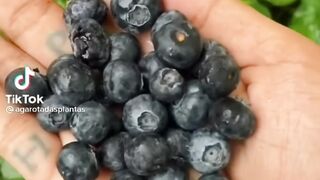 | Segredo para cultivar em casa