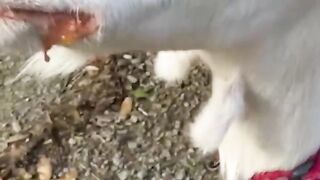 Bora Rir!  Divirta-se - Funny Pets #88