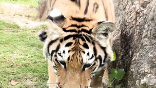 Lindo animal