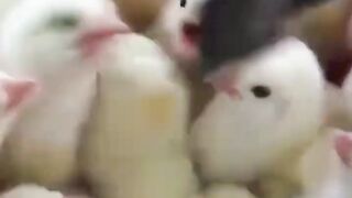 Bora Rir!  Divirta-se - Funny Pets #89