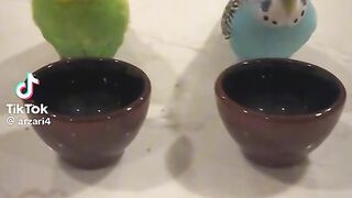 Cute Bird Playing