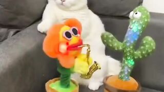 Bora Rir!  Divirta-se -  Funny Pets #96
