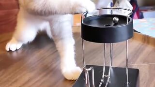 Bora Rir!  Divirta-se -  Funny Pets #97