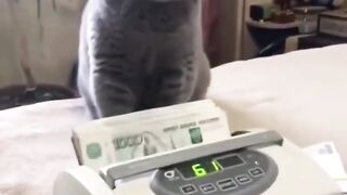 Bora Rir!  Divirta-se -  Funny Pets #100