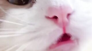 Bora Rir!  Divirta-se -  Funny Pets #101