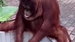 Bora Rir!  Divirta-se - Funny Pets #102