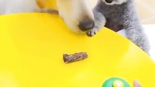 Bora Rir!  Divirta-se - Funny Pets #103