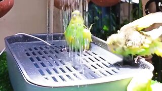Budgies Activity