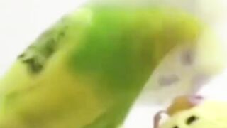 Bora Rir!  Divirta-se - Funny Pets #104
