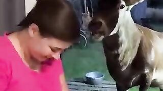 deers 2