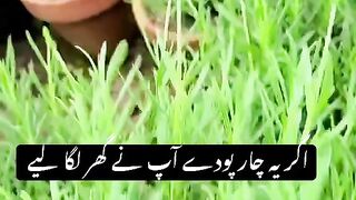 Asad Shrazii
