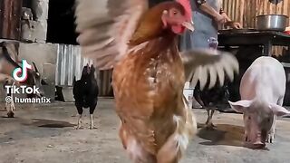Hen Dance 2
