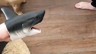 funny momments videos 2