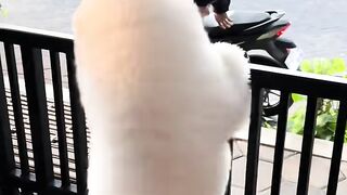 Cute White Pupi