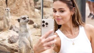 The meerkats