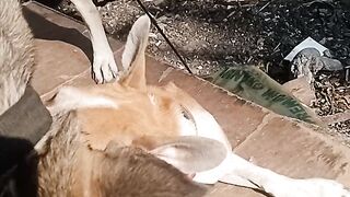 Dogs playtime