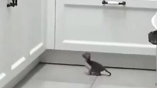 funny momments videos 23