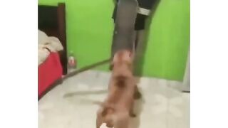 Cachorro 16