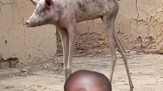 Bizarre News #BizarreNews #Viral 274