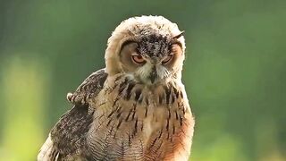 The Song of the Owls