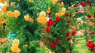 "THE MOST BEAUTIFUL GARDEN" / "FLOWER HEAVEN" / "SO AESTHETIC"