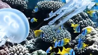 Ubur-ubur kotak sedang berenang di laut dalam