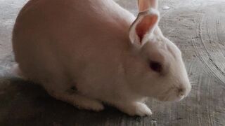 My beautiful pet