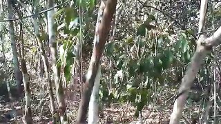 Natureza Brasil