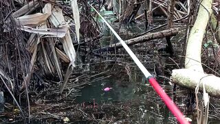 Fishing for peat swamp fish caught a big snakehead
