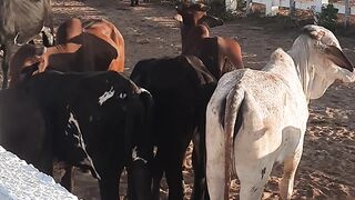 Feira de gado 3