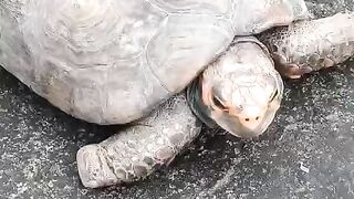 Tartaruga Brasil.