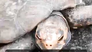 The turtle