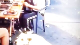 Cachorro malandro