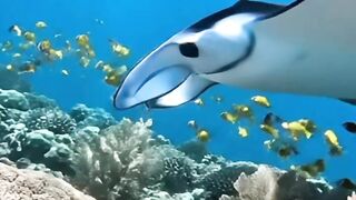 Pesona keindahan dasar laut, ikan pari, ikan hias dan terumbu karang