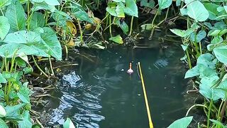Swamp full of water spinach plants can get beautiful swamp fish