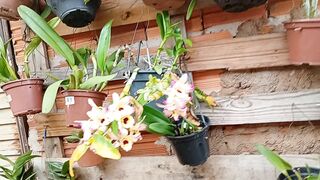 Orquídeas Phalaenopsis