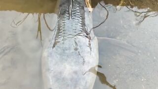 Try catching fish using a rope, can you catch anything or not?