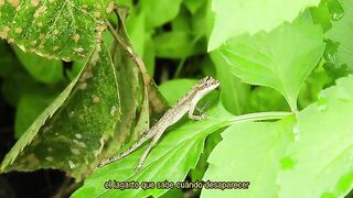 El lagarto que sabe cuándo desaparecer