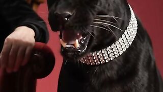 PANTERA NEGRA 2