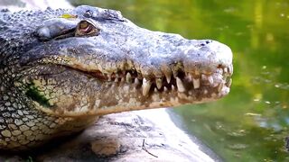 CROCODILO!! O ATAQUE FATAL!!