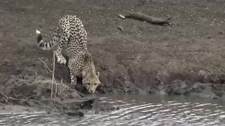ATAQUE!! CROCODILO ÁFRICANO - O TERROR DOS ANIMAIS!!