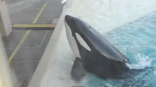 ORCA A BALEIA ASSASSINA: MAIOR PREDADOR DO MAR