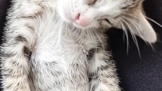 Sleepy Baby Kitten 🐱💤 | The Cutest Way to Sleep ❤️